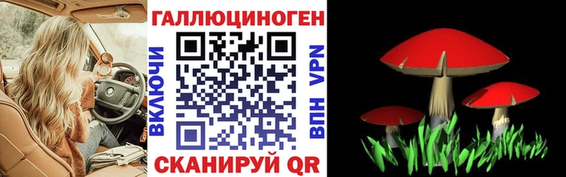 Купить где  Озёрск  Псилоцибиновые грибы Cubensis 